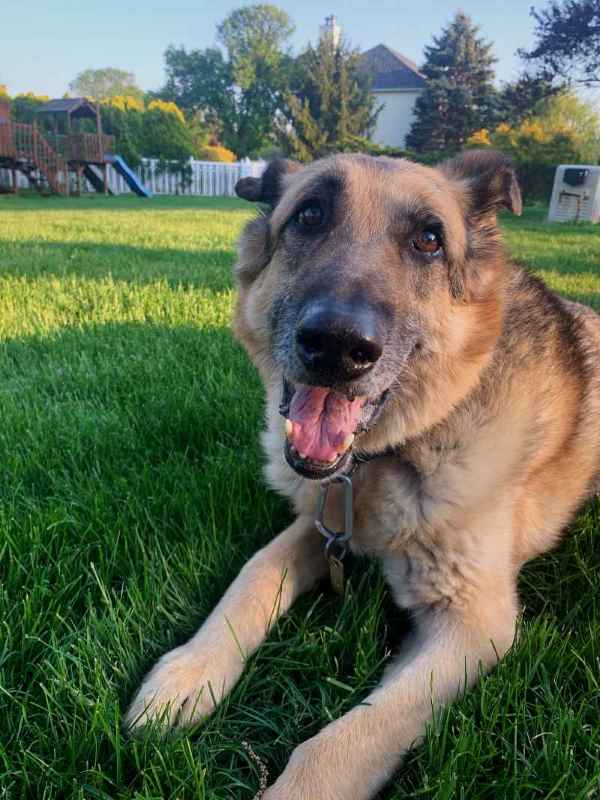 dog picture